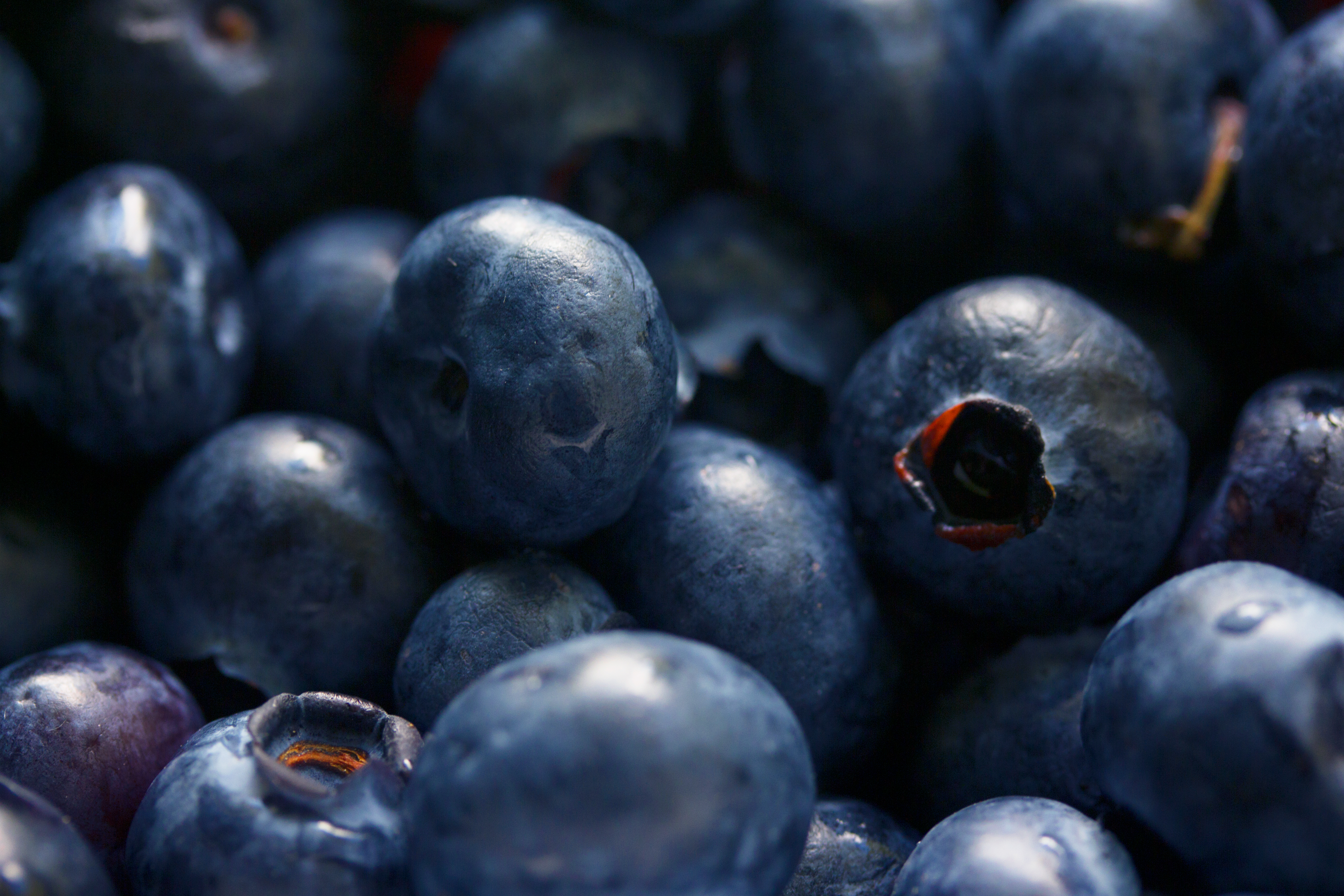 Experience the life of farming! Work at Gochang Blueberry Farm